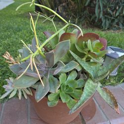 Decoration Suculents Plants Mix 