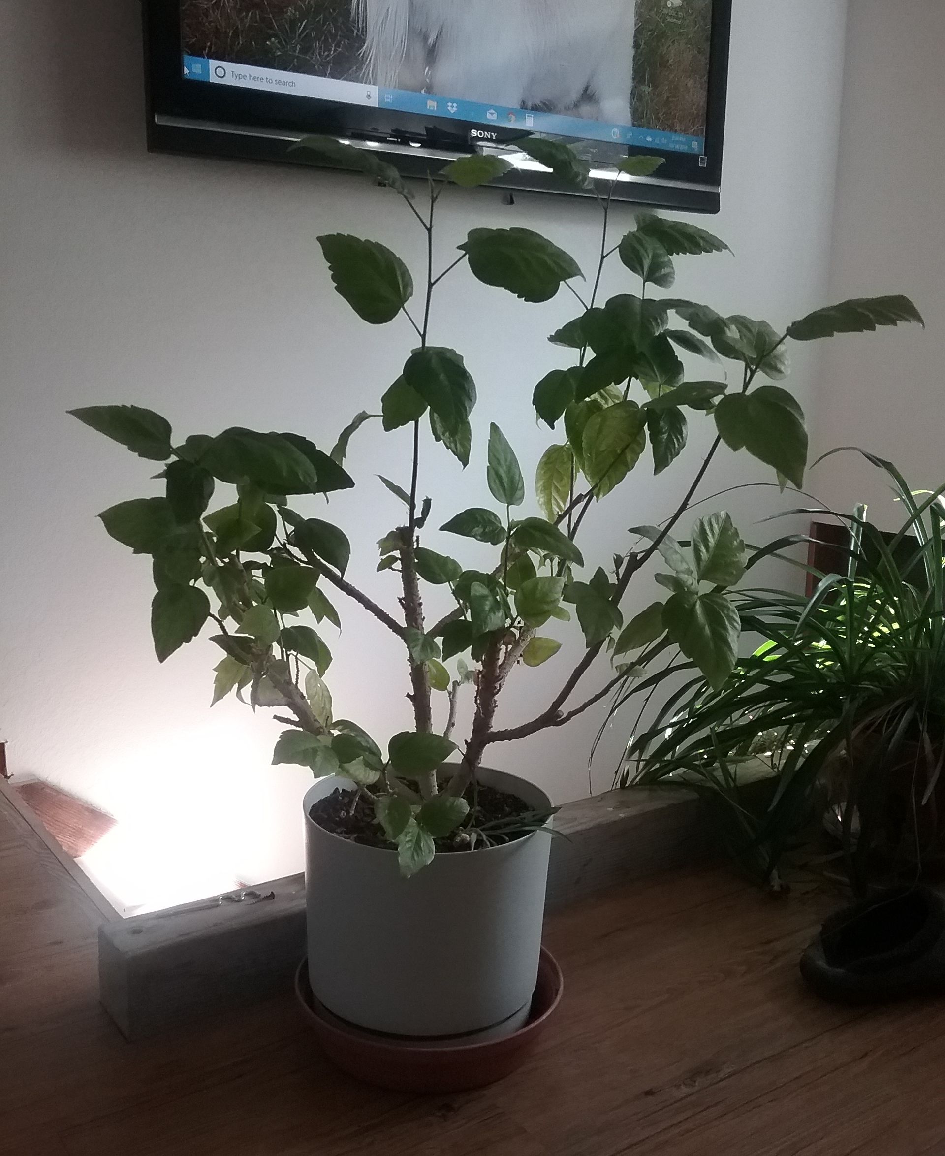 Healthy Lemon Tree