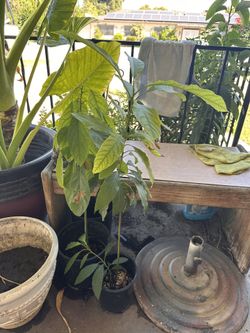 Avocado Tress