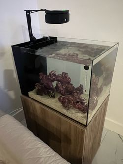Acuarium reef