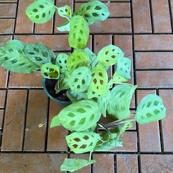 Green Prayer Plant Tropical Houseplant 4”