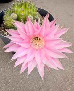 Echinopsis Oxygona Easter Lily Pink FLOWERING CACTUS
