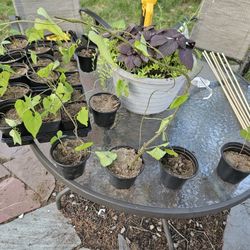 Chinese Yam (Dioscorea batatas) young plants. 