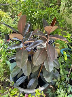 The Rubber Tree