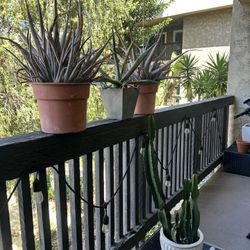 4 Outdoor Plants