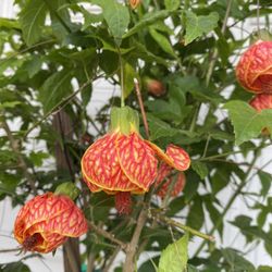 Chinese Lantern Blooming Outdoor Plant, In 5 Gallóns Pot  5 Feet Tall Pick Up only