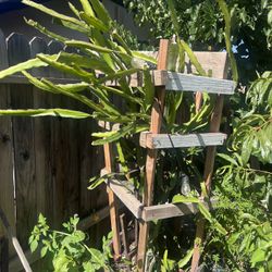 7ft Dragon Fruit Plant 