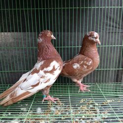 Bird Cage