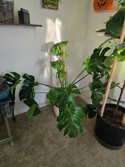 Large Monstera Deliciosa Live Plant