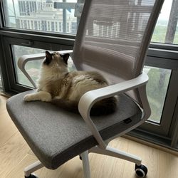 Like New Office Chairs 
