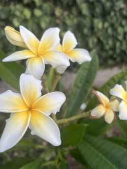 plumeria