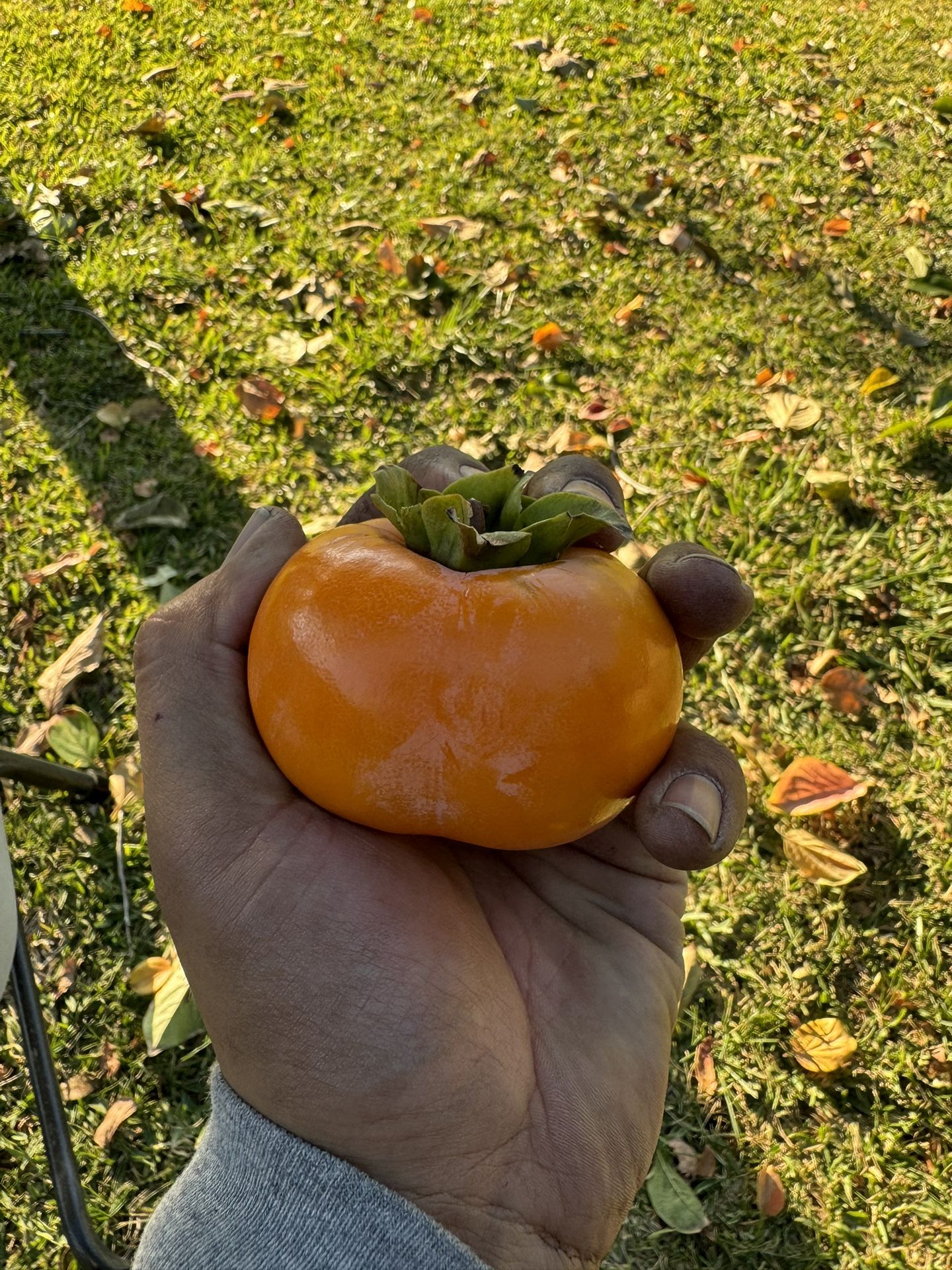 Persimmon Trees