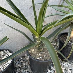 Aloe barberae tree aloe
