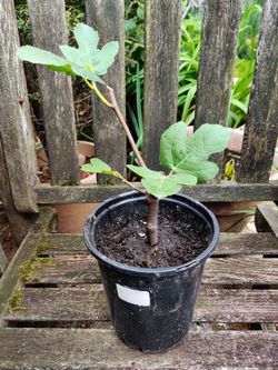 Large Fig Ficus Carica Live Plant Tree Sweet Red Fruit