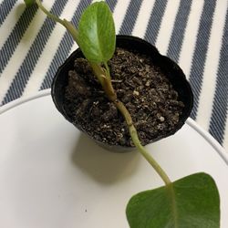 Painted Lady Philodendron 