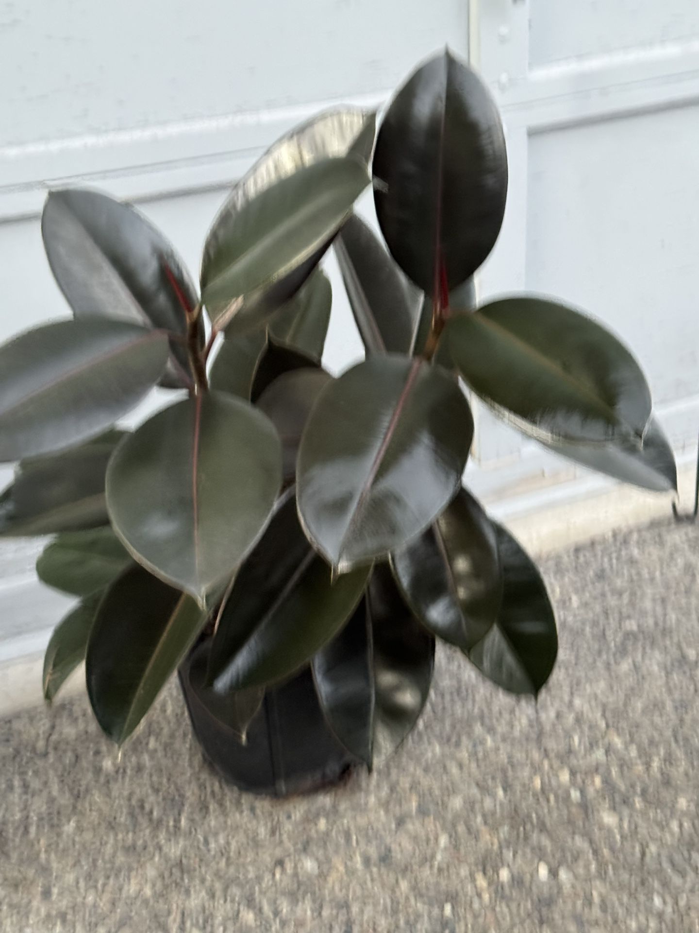 Rubber Ficus