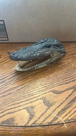 Alligator Head