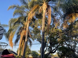 Free Palm Trees