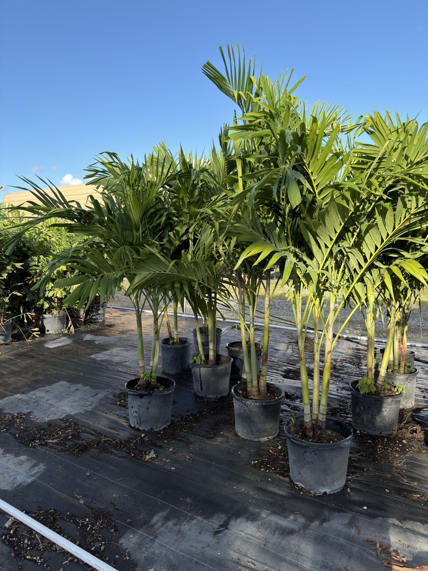 Christmas Palms 15 Gallon