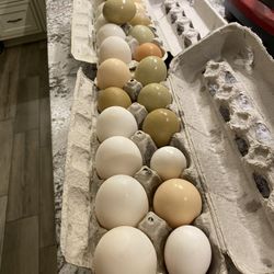 Fresh Organic Chicken And Duck Eggs