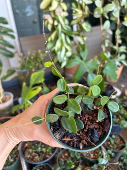 Hoya Serpens