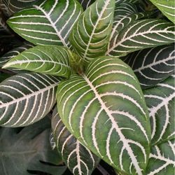 Zebra Plant 4in Pot
