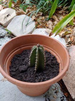 Cactus Spiral. 12 inches as of today 3/21/20