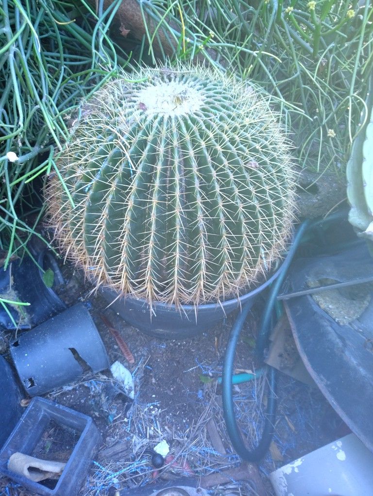 Golden Barrel Cactus Plant