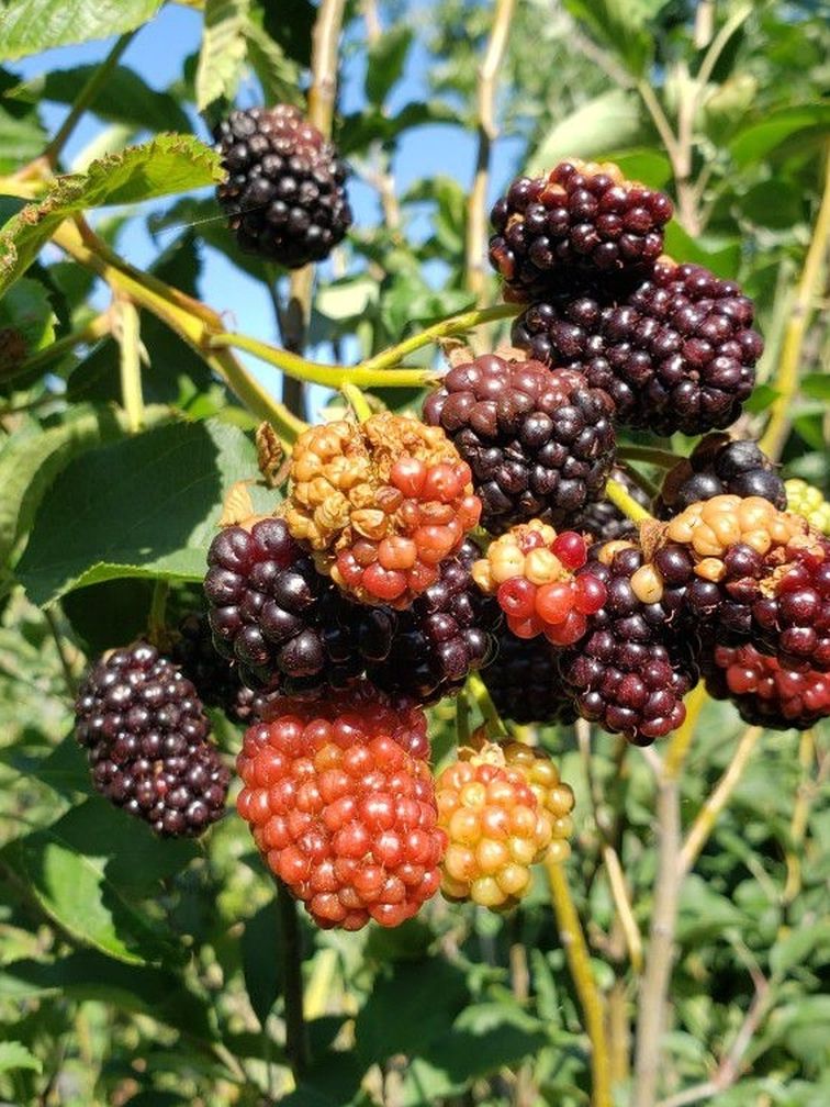 Blackberry Tree