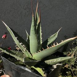 Agave purpusorum for Sale in Norwalk, CA - OfferUp