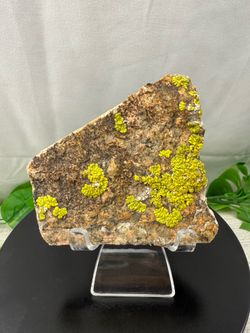Rare Lichen on Granite