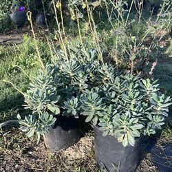 Rock purslane