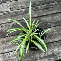 Young Healthy Spider Plant In 6.5 Inch Pot