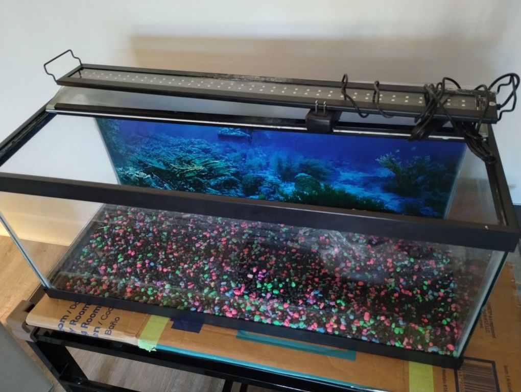 Fresh Water Fish Tank