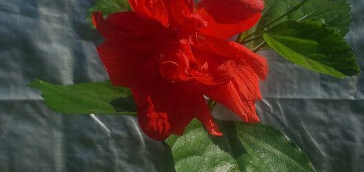 #42  Double pedal red hybiscus 4feet tall