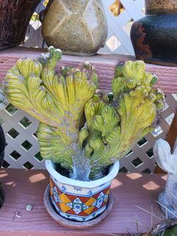 Crested peruvian Cactus