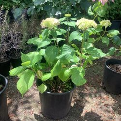 Hydrangea Hortencia Plants In 5 Gallon Pots