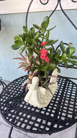 Clearance: ceramic sleigh with succulents.
