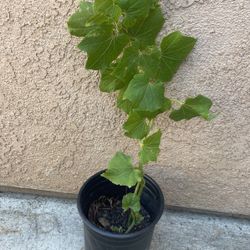 Planta De Chayote