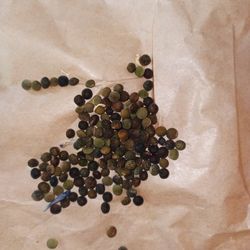 Vetch / Cover Crop Seeds