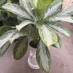Aglaonema Silver Bay