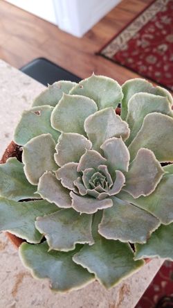Succulent Plants