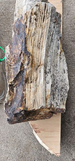 Petrified wood log 20lbs
