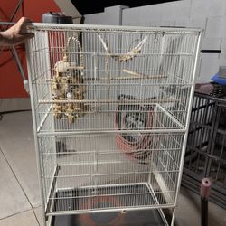 Bird Cage