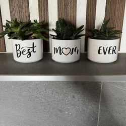 Succulents For Best Mom In Mini Pots