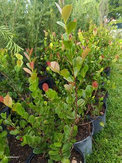 Cocoplum 7gl $16 privacy hedge plants