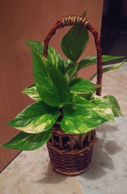 Epipremnum aureum house plant