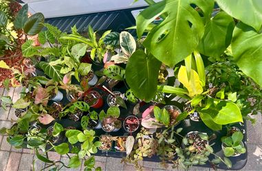 Plants for SALE