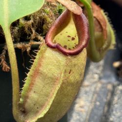 Halloween Plants !!!