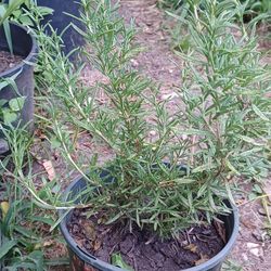 rosemary plant 